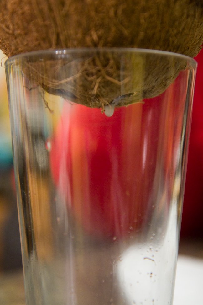 Draining a coconut into a glass